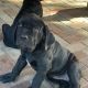Cane Corso Puppies for sale in Ocala, FL, USA. price: $2,300