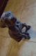 Cane Corso Puppies for sale in Santa Ana, CA 92704, USA. price: $400