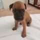 Cane Corso Puppies for sale in Lake Grove, NY, USA. price: $1,600