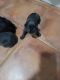Cane Corso Puppies for sale in 908 E Sherman St, Hutchinson, KS 67501, USA. price: NA