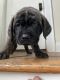 Cane Corso Puppies for sale in Columbus, OH 43219, USA. price: NA