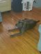 Cane Corso Puppies for sale in Gloucester Township, NJ, USA. price: $500