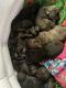 Cane Corso Puppies for sale in Stow, OH, USA. price: NA