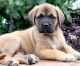 Cane Corso Puppies for sale in Surat, Gujarat, India. price: 80000 INR