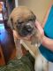 Cane Corso Puppies for sale in Apex, NC, USA. price: $1,600