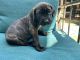 Cane Corso Puppies for sale in Simi Valley, CA 93065, USA. price: NA