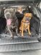 Cane Corso Puppies for sale in Acworth, GA 30101, USA. price: NA