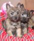 Canis Panther Puppies for sale in Clarksville, TN, USA. price: $400