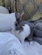 Cape Hare Rabbits
