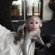 Capuchins Monkey Animals for sale in Galax, VA 24333, USA. price: $2,050