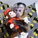 Capuchins Monkey Animals for sale in Los Angeles, CA, USA. price: $1,000