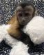 Capuchins Monkey Animals for sale in Wisconsin Rapids, WI, USA. price: $600