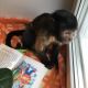 Capuchins Monkey Animals for sale in Torbram Rd, Brampton, ON, Canada. price: $1,500