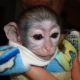 Capuchins Monkey Animals for sale in Florida A1A, Miami, FL, USA. price: $500