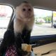 Capuchins Monkey Animals for sale in Denver, CO, USA. price: $1,500