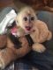 Capuchins Monkey Animals for sale in California City, CA, USA. price: $2,000
