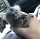 Capuchins Monkey Animals for sale in Massachusetts Turnpike, Newton, MA, USA. price: NA