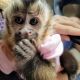 Capuchins Monkey Animals for sale in San Francisco, CA, USA. price: NA