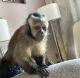 Capuchins Monkey Animals for sale in San Francisco, CA, USA. price: NA