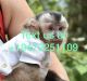 Capuchins Monkey Animals for sale in Wisconsin Dells, WI, USA. price: $1,200