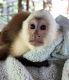Capuchins Monkey Animals for sale in Caney, KS 67333, USA. price: NA