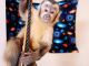 Capuchins Monkey Animals for sale in Cincinnati, OH, USA. price: $500
