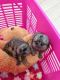 Capuchins Monkey Animals for sale in Alamogordo, NM 88310, USA. price: NA