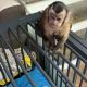 Capuchins Monkey Animals for sale in Los Angeles, CA 90001, USA. price: $2,500