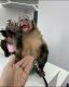 Capuchins Monkey Animals for sale in Montana Wy, Auburn, AL 36832, USA. price: NA