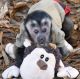 Capuchins Monkey Animals for sale in AL-1, Dothan, AL, USA. price: NA