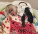 Capuchins Monkey Animals for sale in 3410 Bremond St, Houston, TX 77004, USA. price: NA