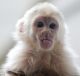 Capuchins Monkey Animals for sale in 9839 Connemara Bend, San Antonio, TX 78254, USA. price: $910