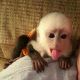 Capuchins Monkey Animals for sale in 325 Enon Ct SW, Atlanta, GA 30331, USA. price: NA