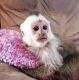 Capuchins Monkey Animals for sale in 216 Mellow Dr, Charlotte, NC 28213, USA. price: NA
