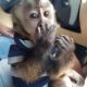 Capuchins Monkey Animals for sale in Nashville, TN, USA. price: $500