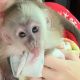 Capuchins Monkey Animals for sale in Texas City, TX, USA. price: $1,500