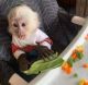 Capuchins Monkey Animals for sale in Apache Junction, AZ, USA. price: NA