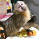 Capuchins Monkey Animals for sale in Florida Mall Ave, Orlando, FL 32809, USA. price: NA