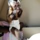 Capuchins Monkey Animals for sale in Miami, FL, USA. price: $680