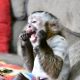 Capuchins Monkey Animals for sale in Dallas, TX, USA. price: $500