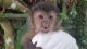 Capuchins Monkey Animals for sale in Dothan, AL, USA. price: NA
