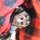 Capuchins Monkey Animals for sale in Lafayette, LA, USA. price: NA