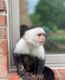 Capuchins Monkey Animals for sale in Dallas, TX, USA. price: $6,000