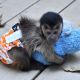 Capuchins Monkey Animals for sale in Dallas, TX, USA. price: $5,000