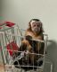 Capuchins Monkey Animals for sale in New York, NY, USA. price: $400