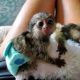 Capuchins Monkey Animals for sale in Virginia Beach, VA, USA. price: $450