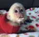 Capuchins Monkey Animals for sale in Columbus, OH, USA. price: NA