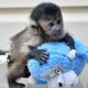 Capuchins Monkey Animals for sale in Atlanta, GA, USA. price: $200