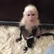 Capuchins Monkey Animals for sale in Columbus, OH, USA. price: NA