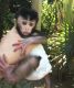 Capuchins Monkey Animals for sale in Ithaca, NY, USA. price: NA
